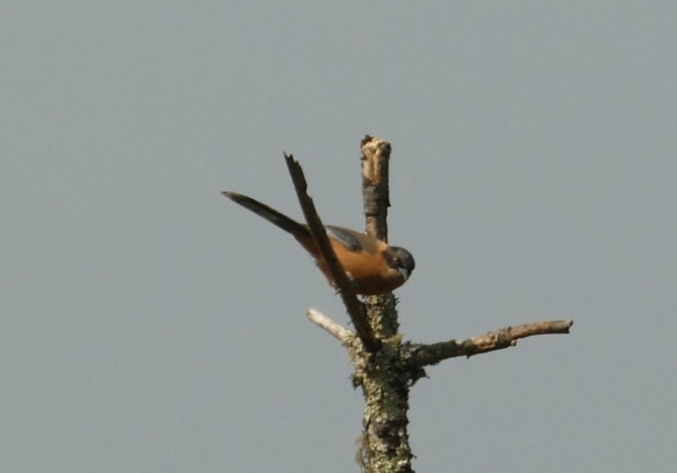 Rufous Sibia - ML618755651