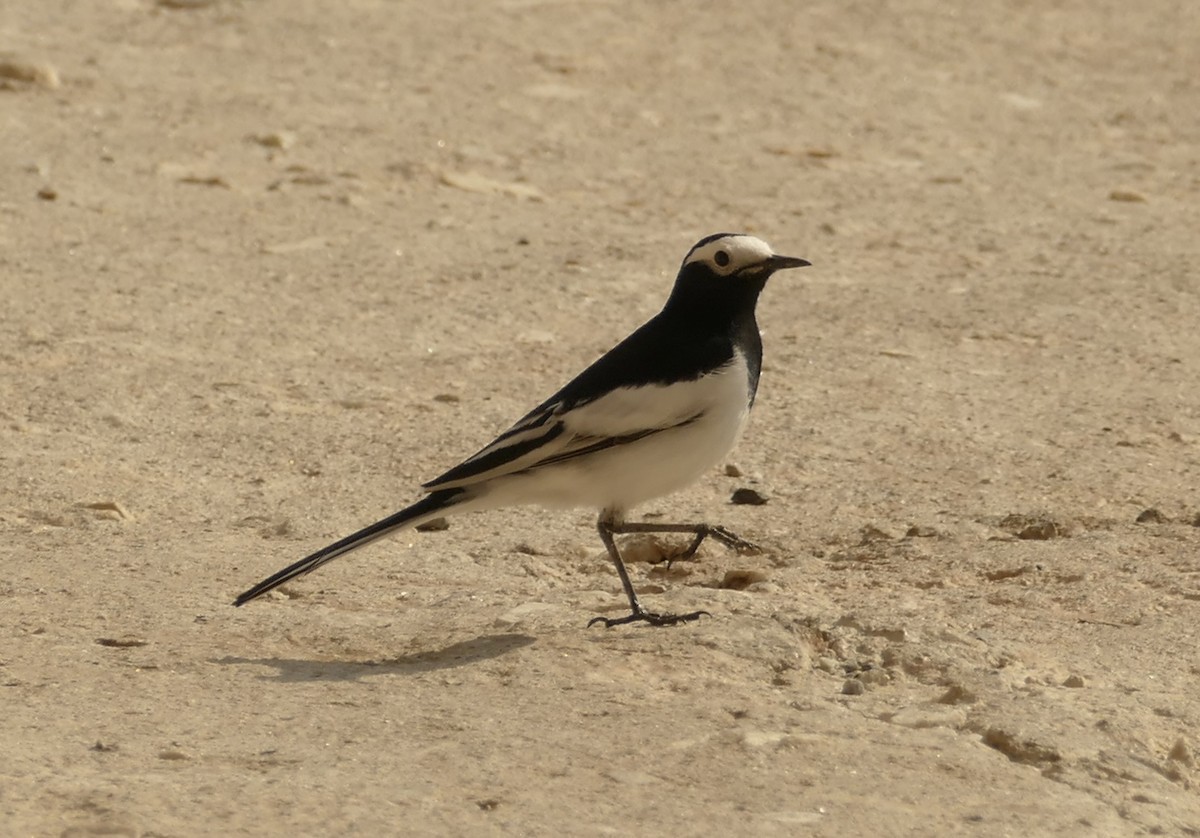 Olive-backed Pipit - ML618755664