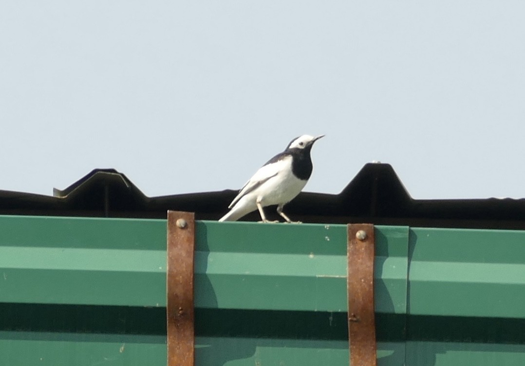 Olive-backed Pipit - ML618755667