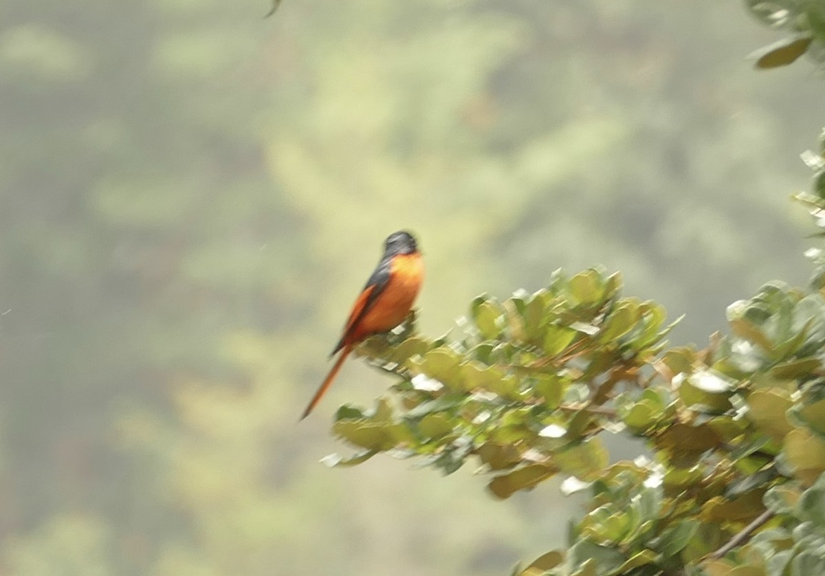 Long-tailed Minivet - ML618755673