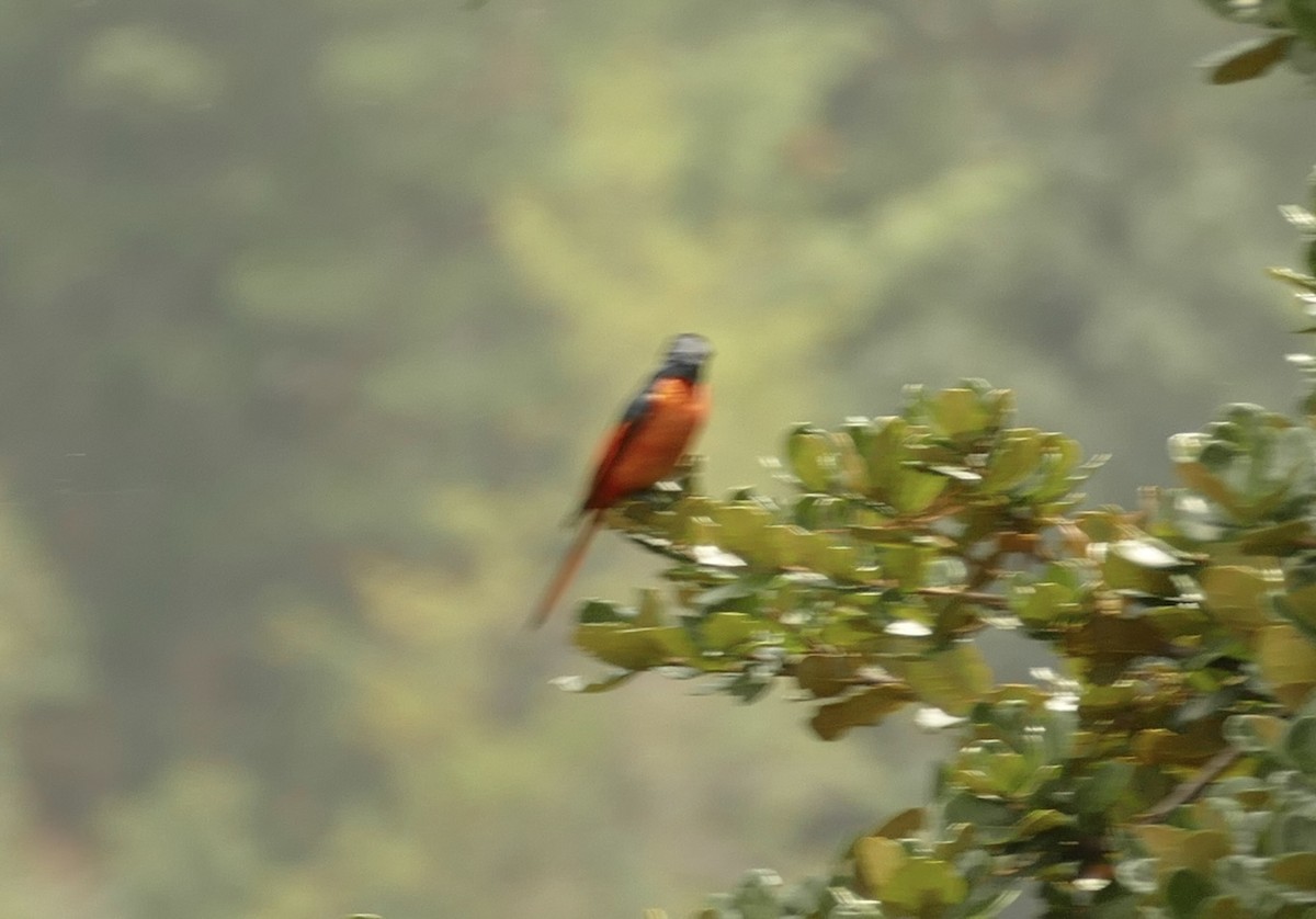Long-tailed Minivet - ML618755674