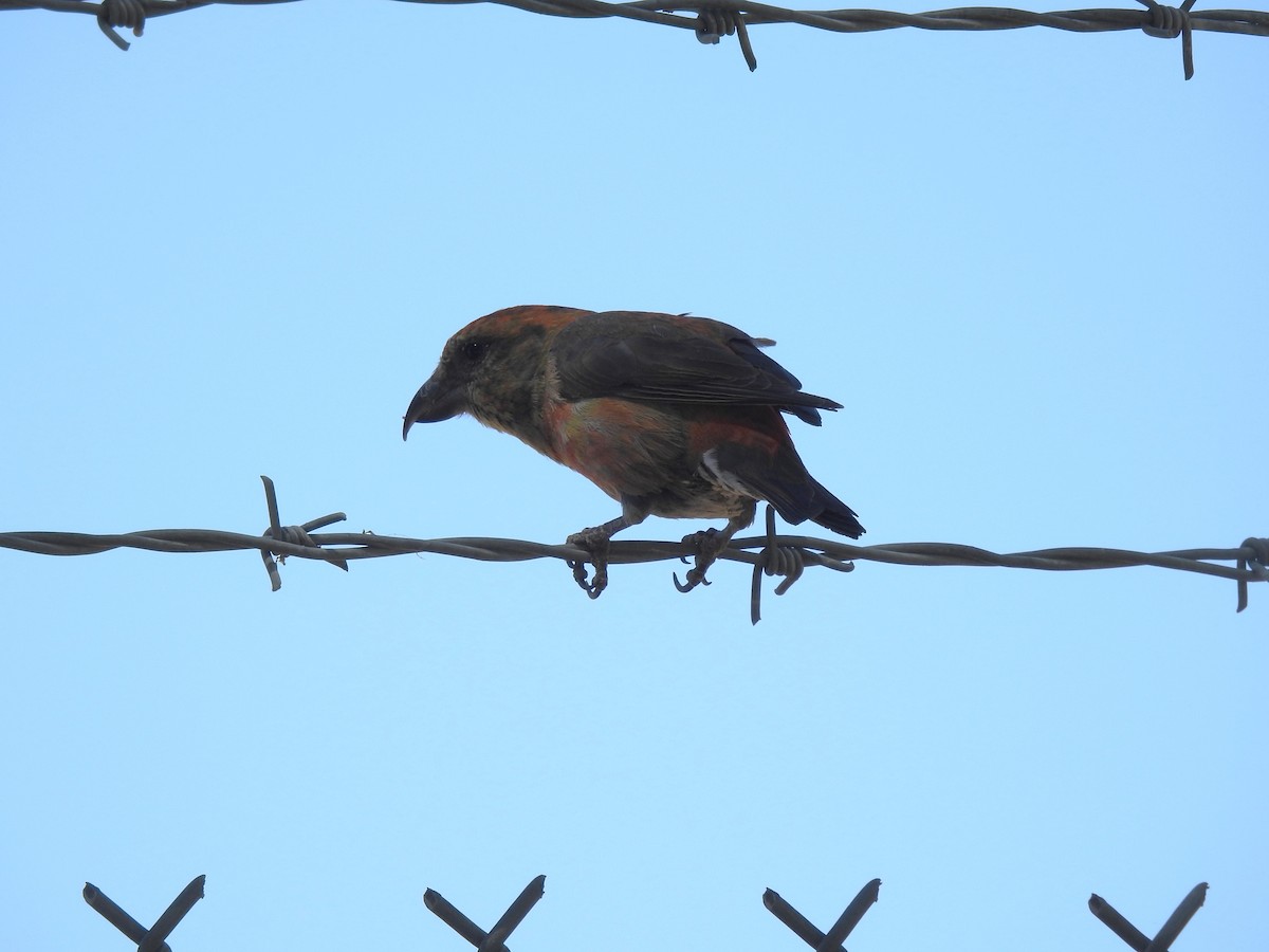 Red Crossbill - Chris Dean