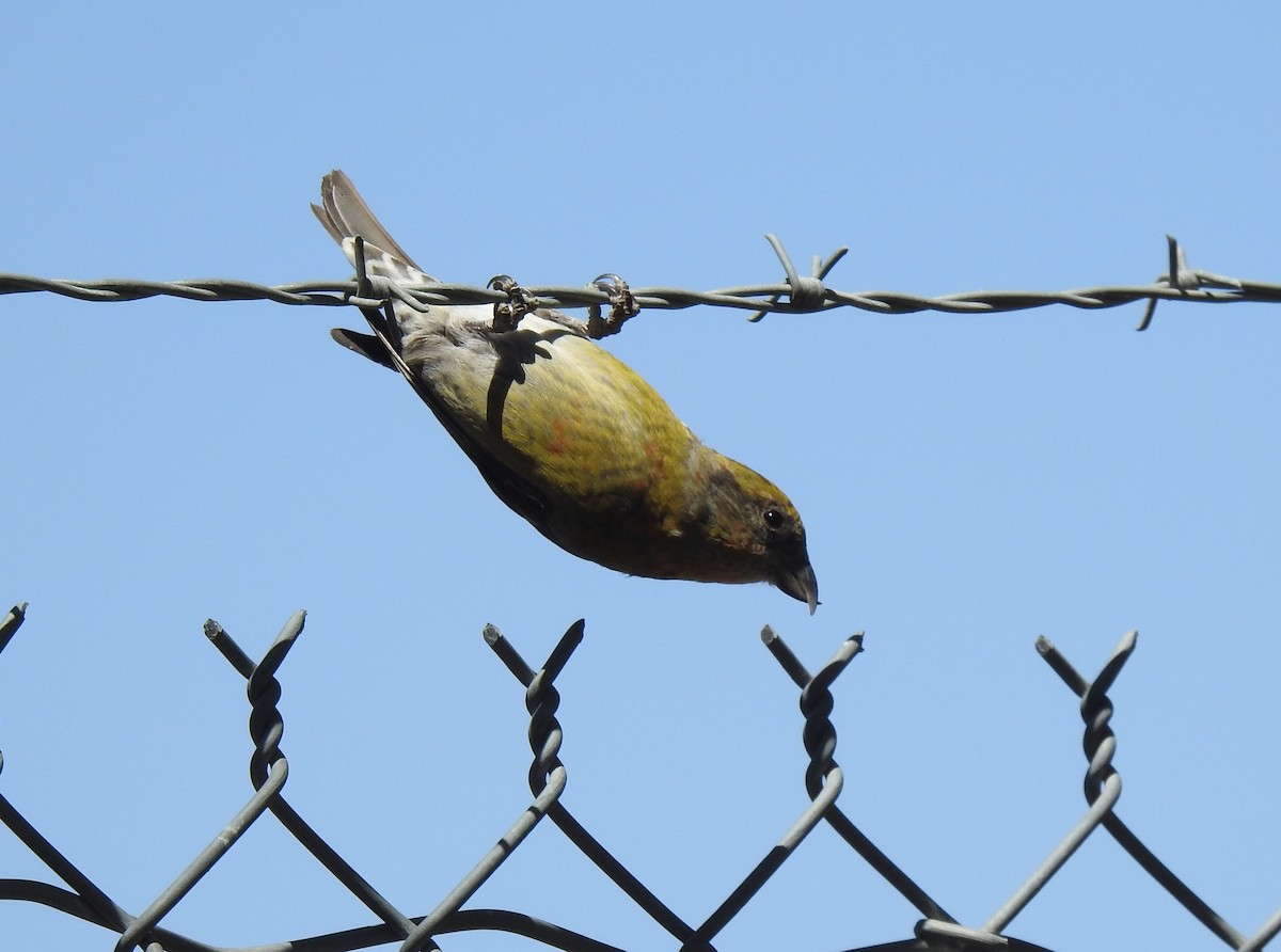 Red Crossbill - Chris Dean