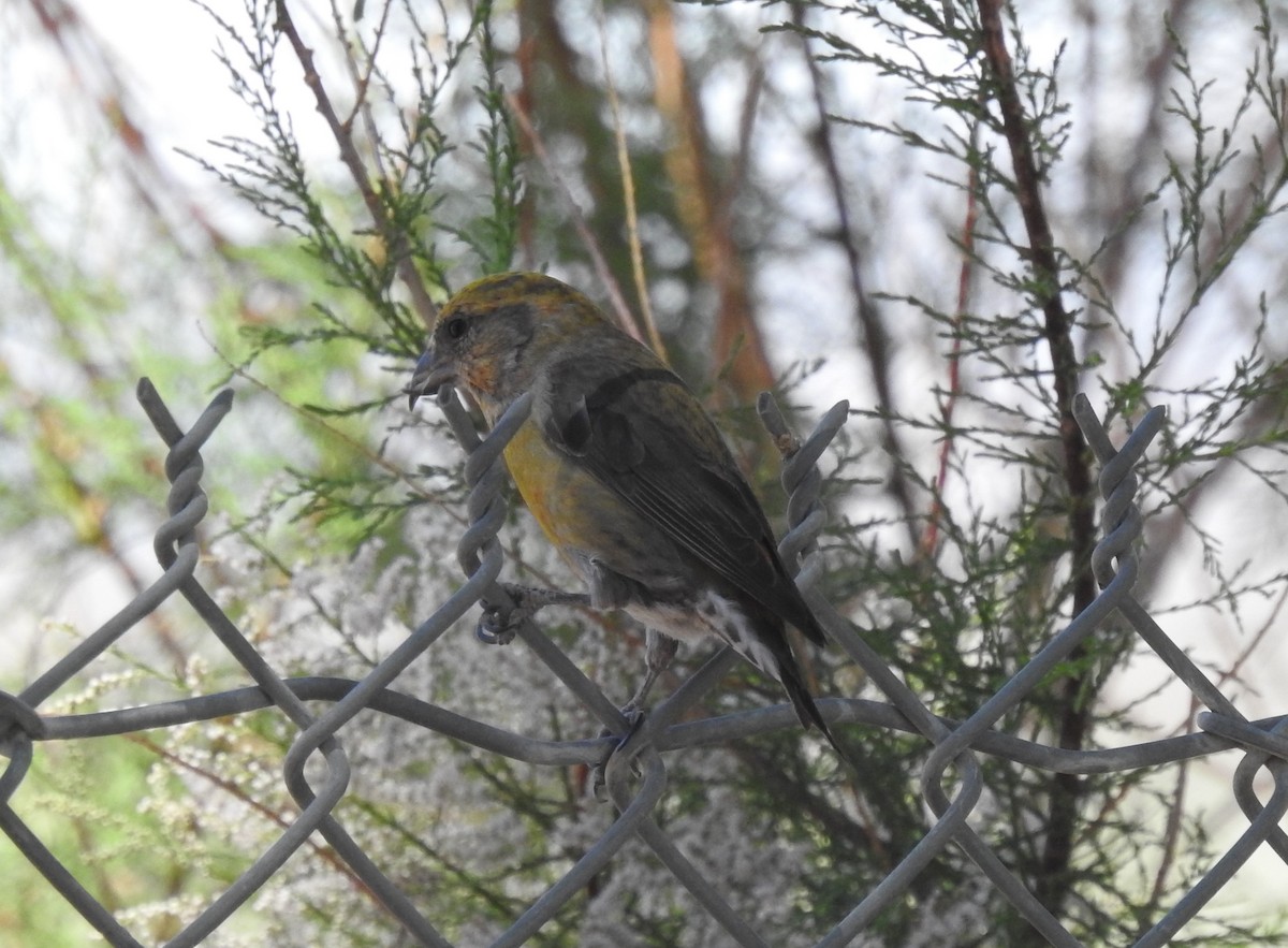 Red Crossbill - ML618755698