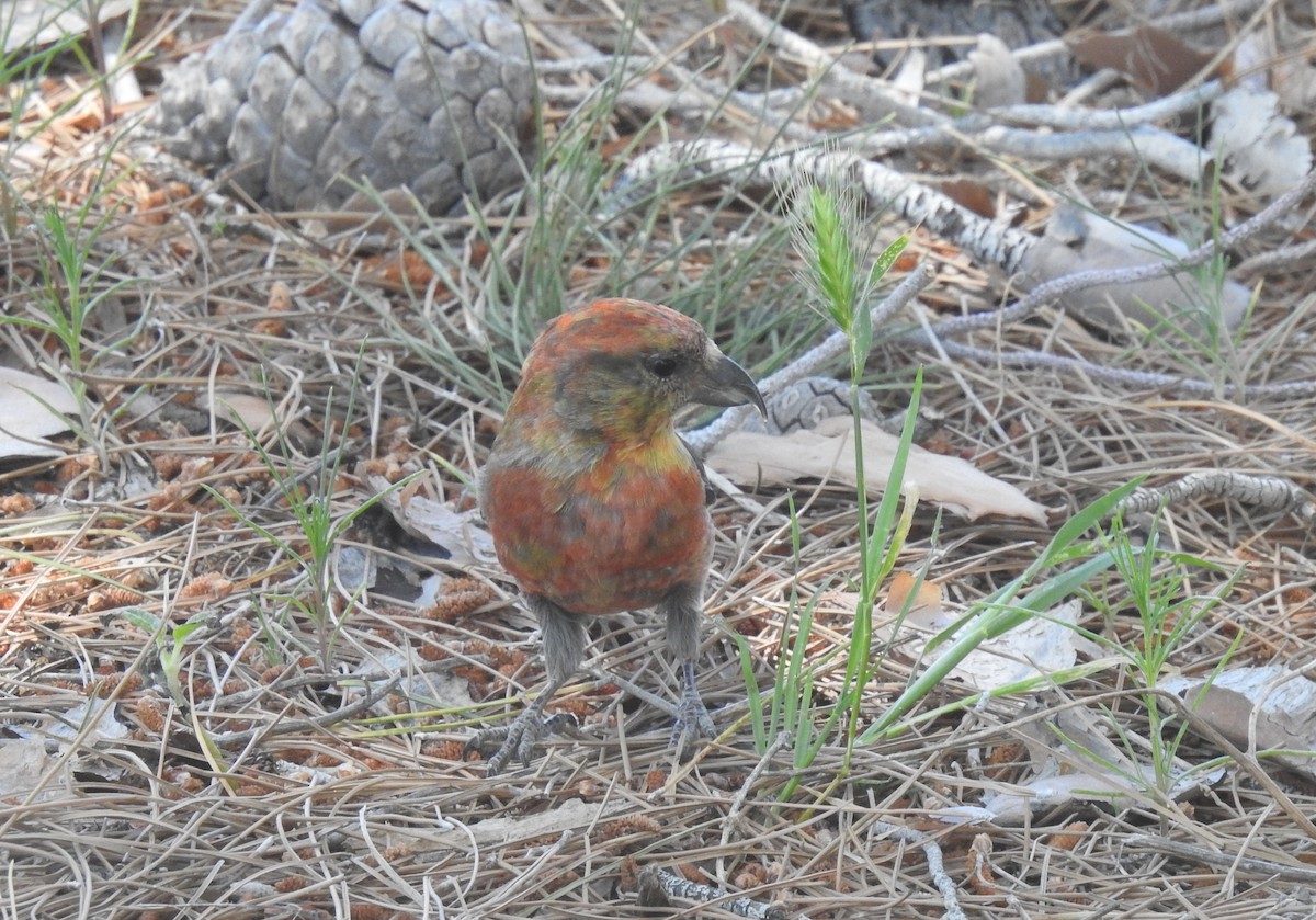 Red Crossbill - ML618755701