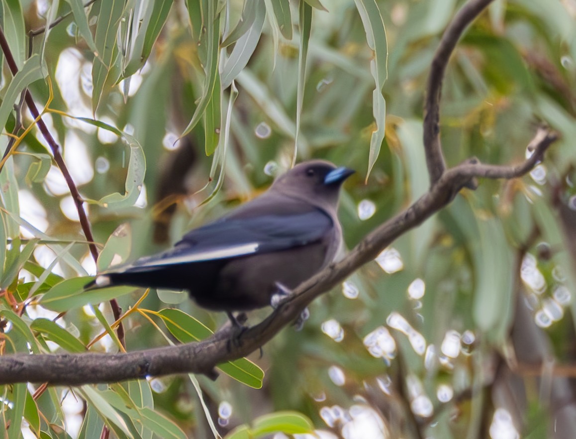 Dusky Woodswallow - ML618755775