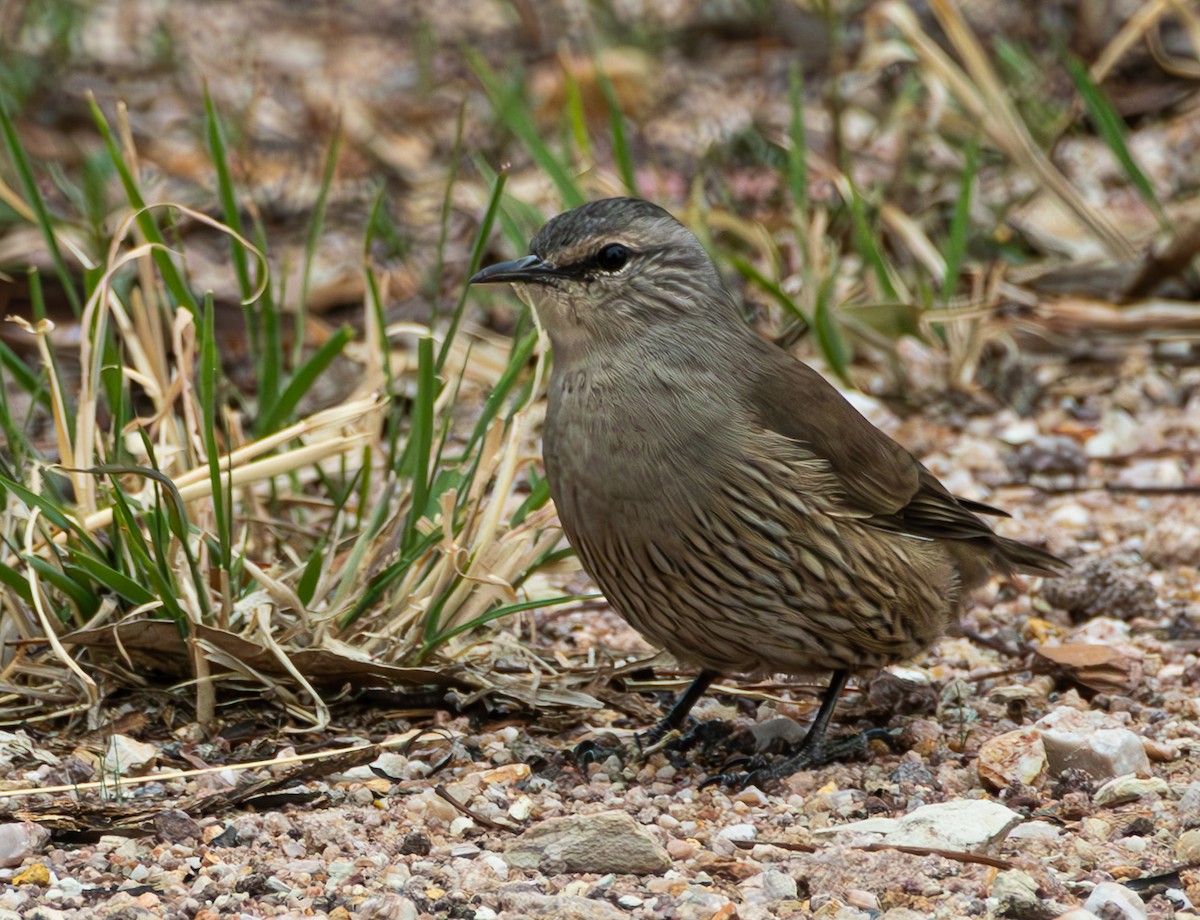 Brown Treecreeper - Andrew Heap