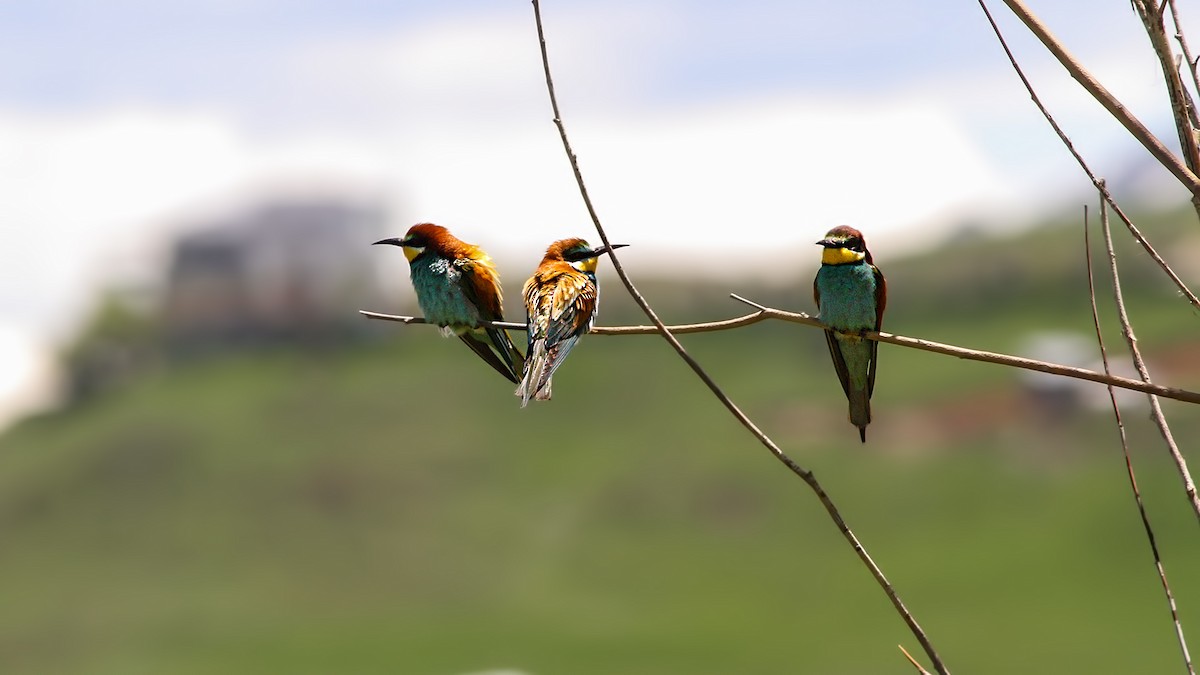 European Bee-eater - Emrah Kayhan