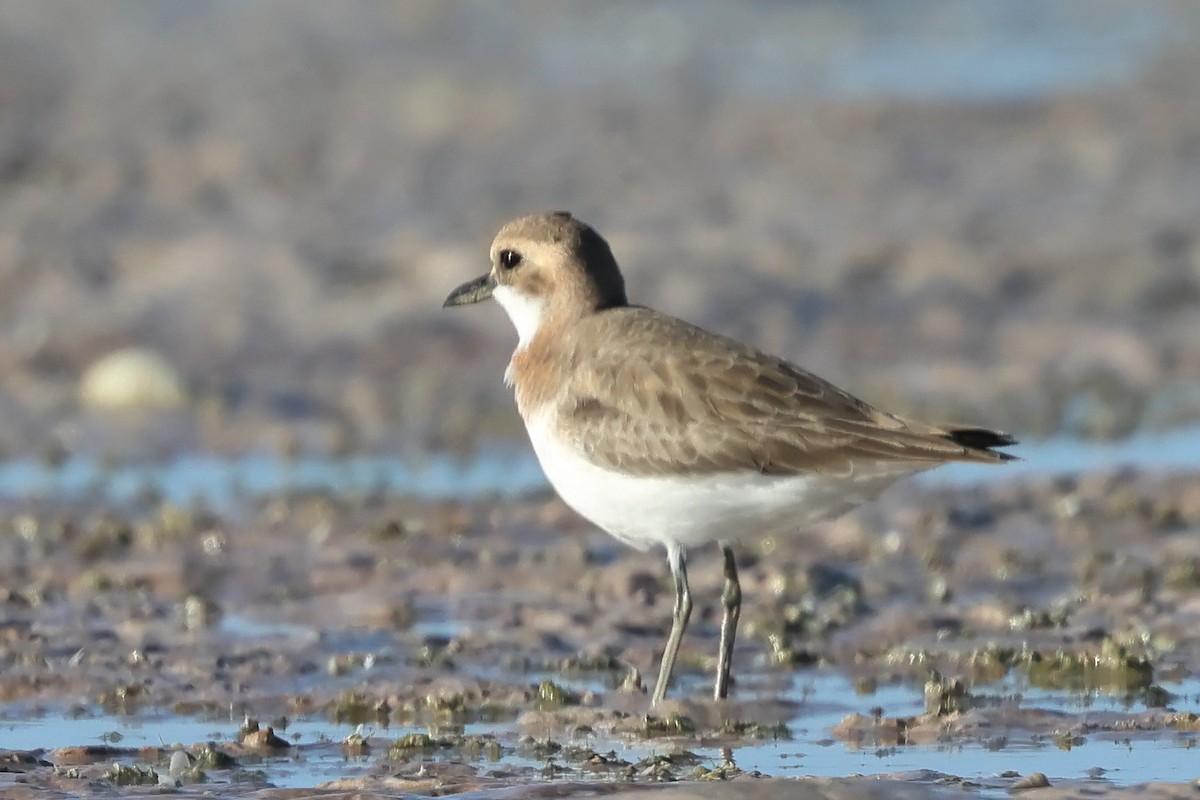 Greater Sand-Plover - ML618755784