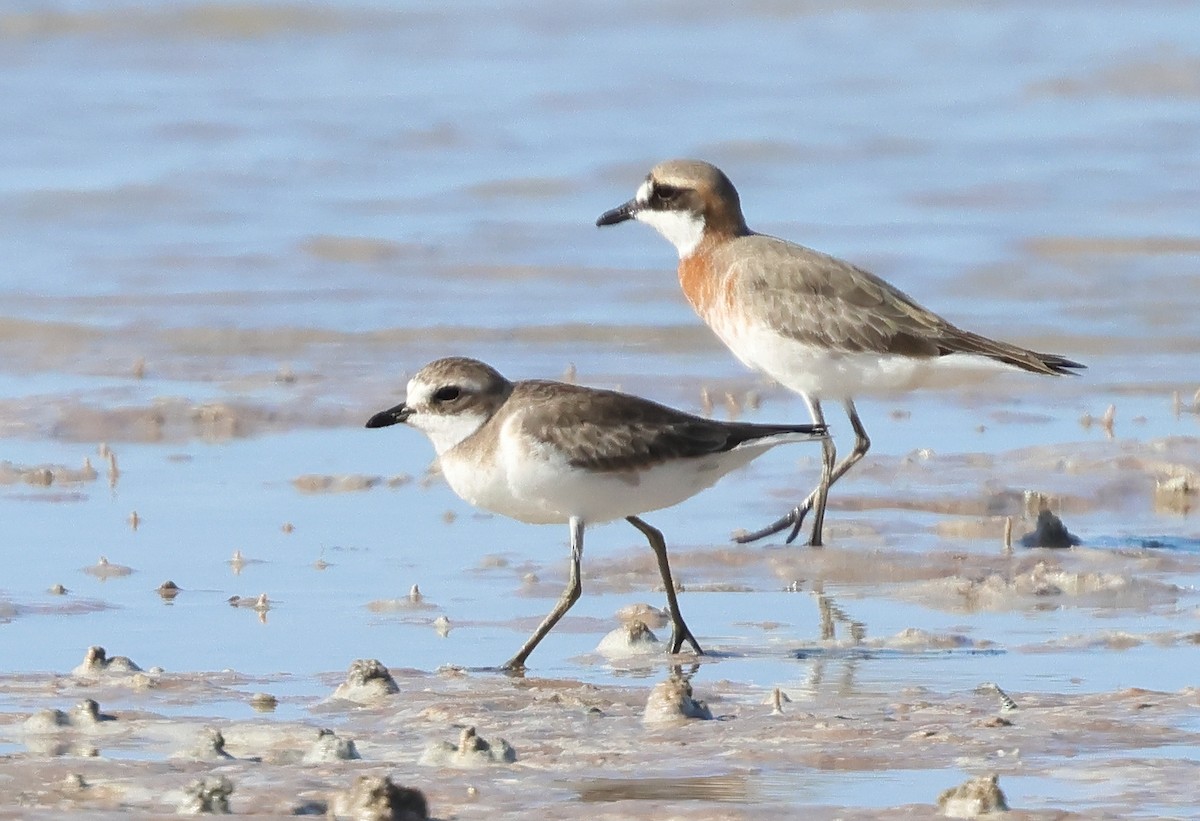 Siberian Sand-Plover - ML618755814