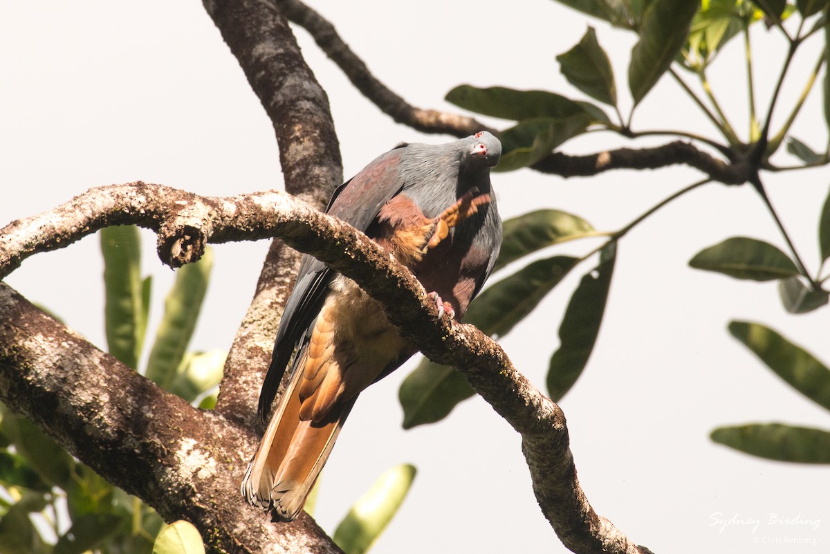 New Caledonian Imperial-Pigeon - ML618755819