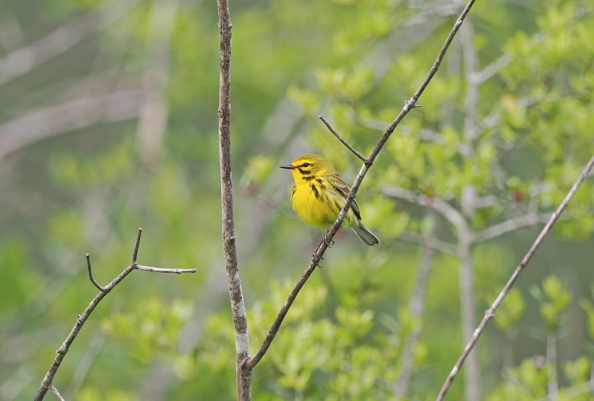 Prairie Warbler - ML618755828