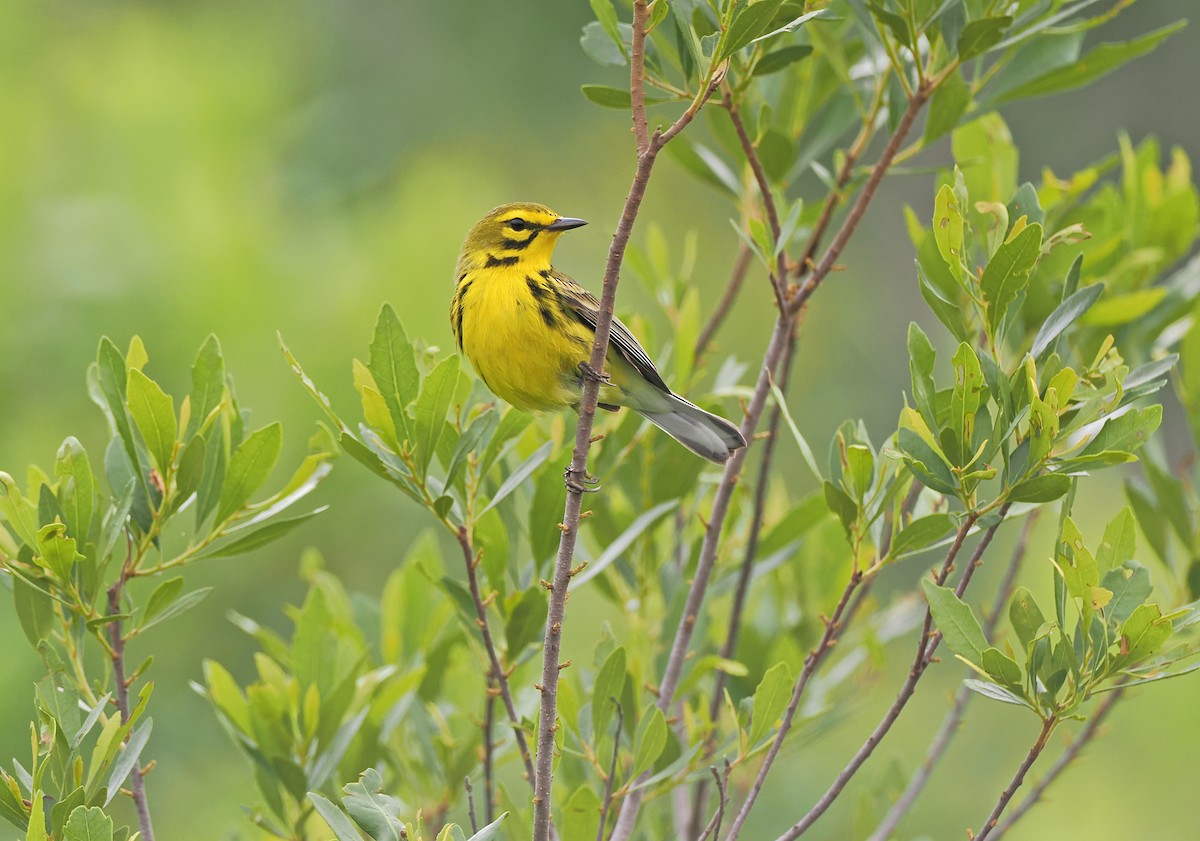 Prairie Warbler - ML618755830