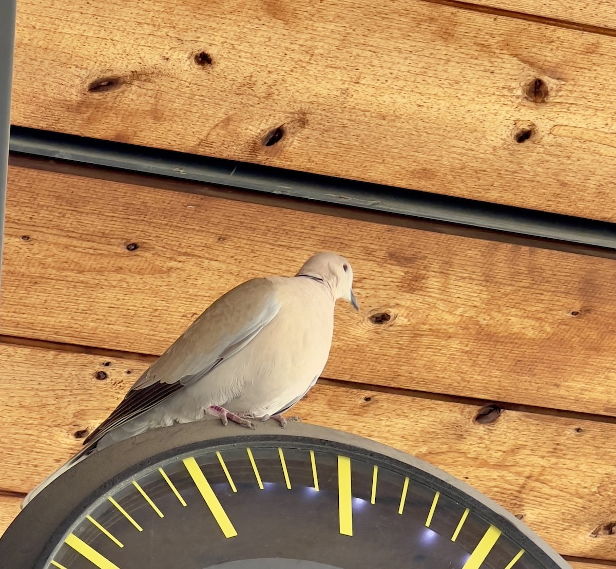 Eurasian Collared-Dove - ML618755851