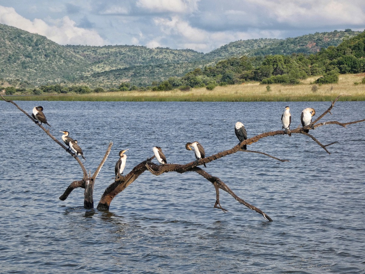 Great Cormorant (White-breasted) - Hubert Söhner