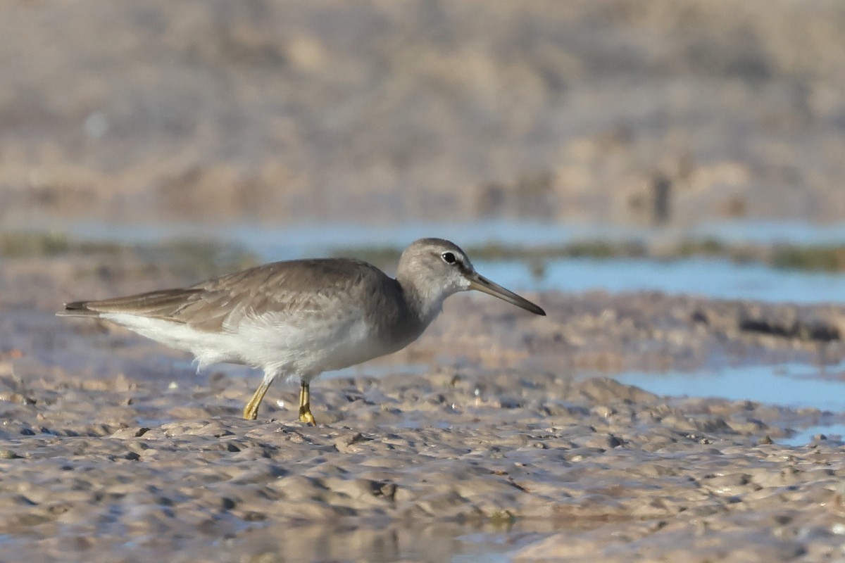 Gray-tailed Tattler - David Secomb