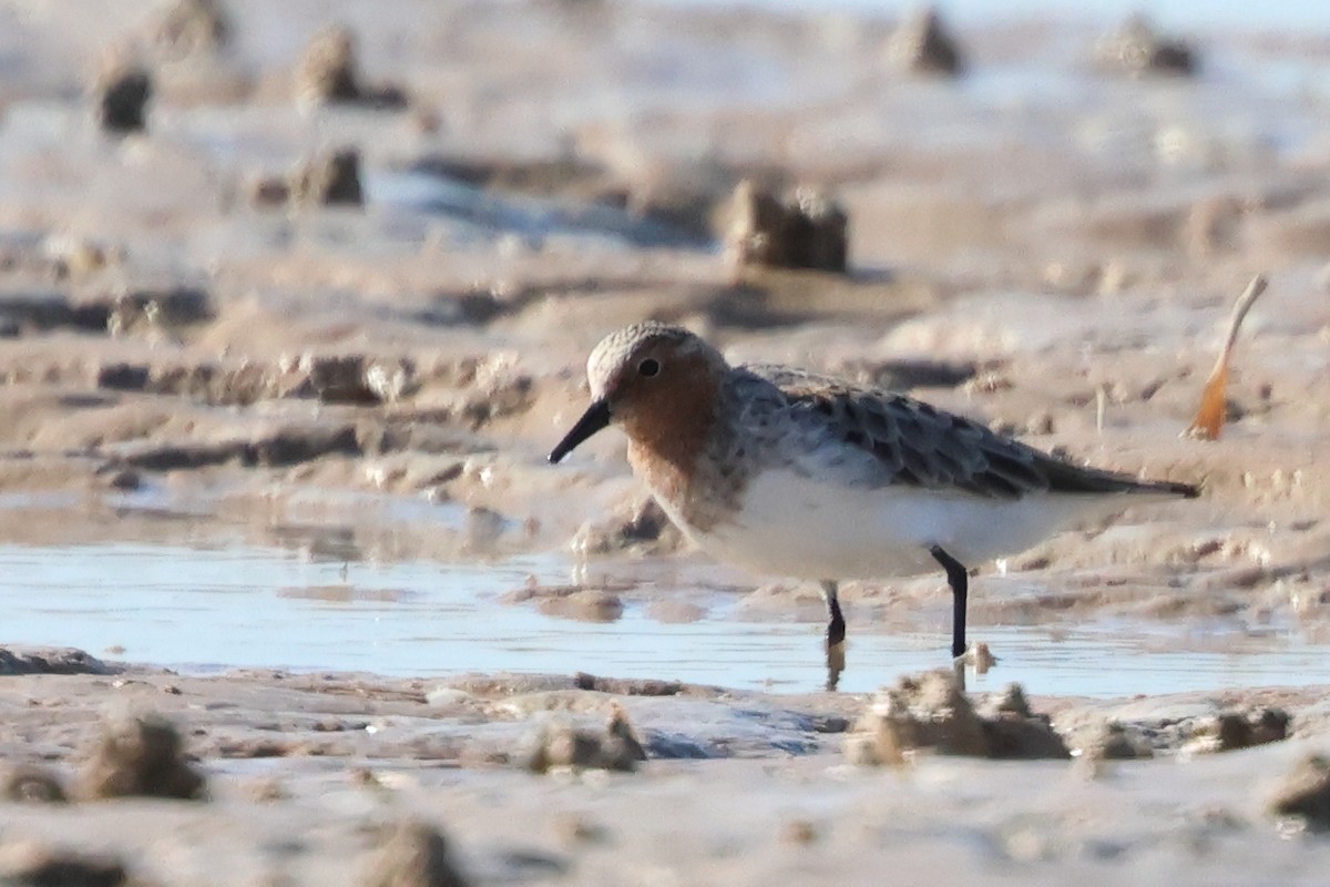 Rotkehl-Strandläufer - ML618755892