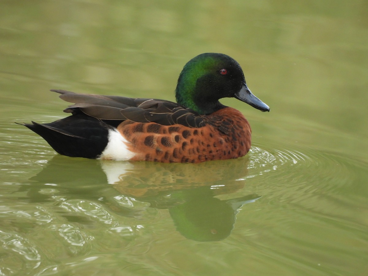 Chestnut Teal - Chanith Wijeratne