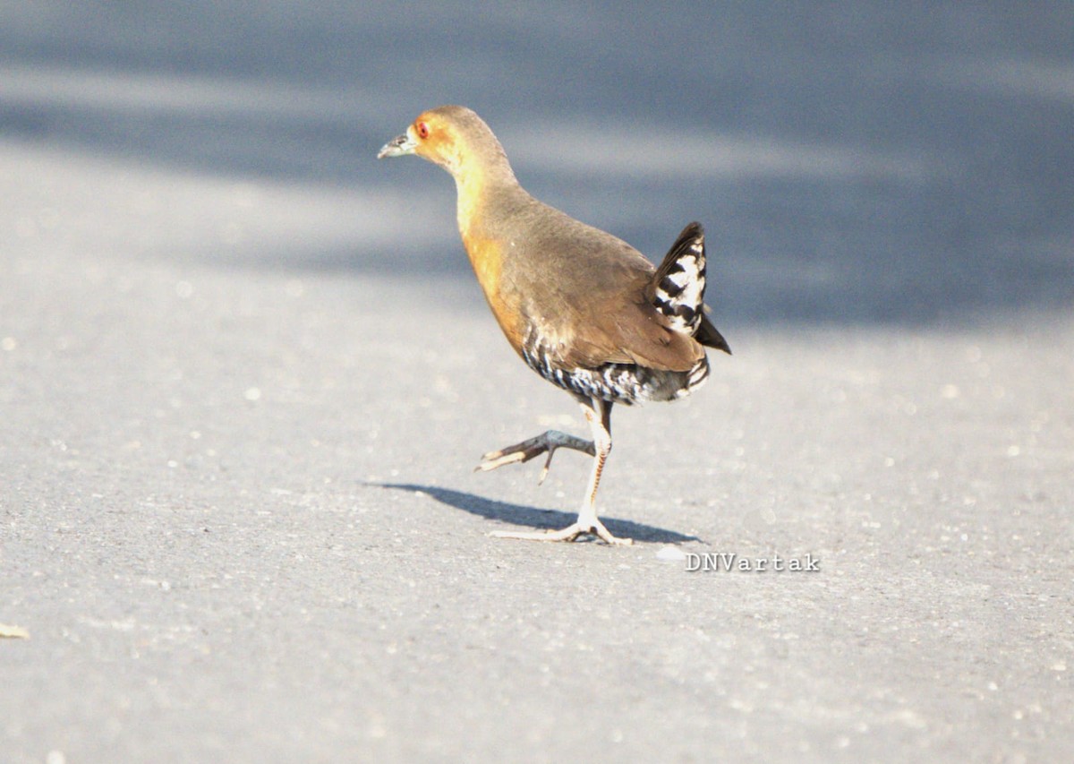 Band-bellied Crake - ML618755971