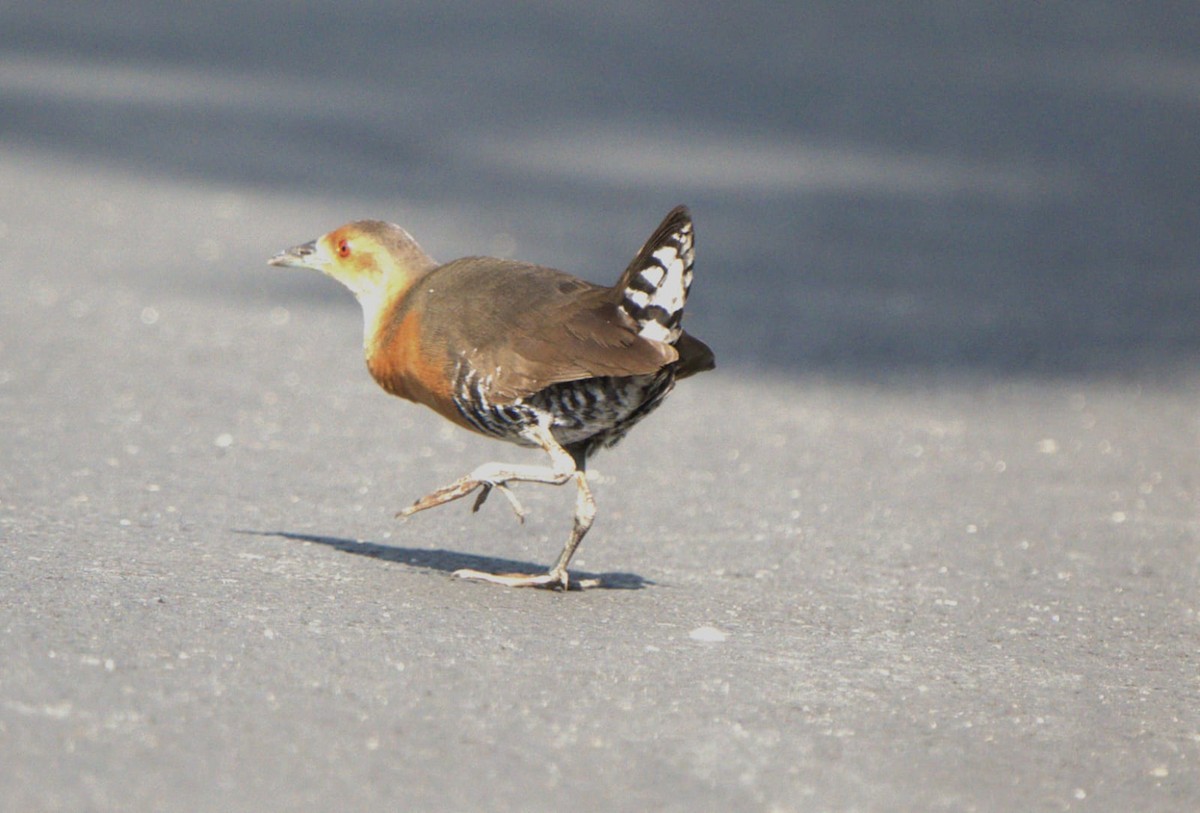 Band-bellied Crake - Jabili - Tribesmen.in