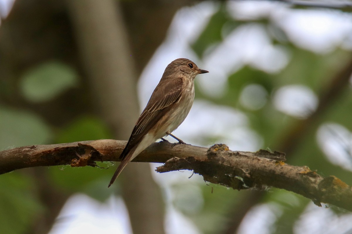 Spotted Flycatcher - Joaquín Salinas