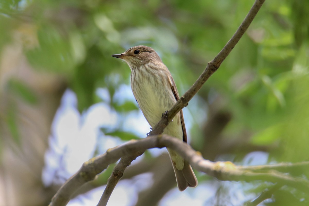 Spotted Flycatcher - ML618756002