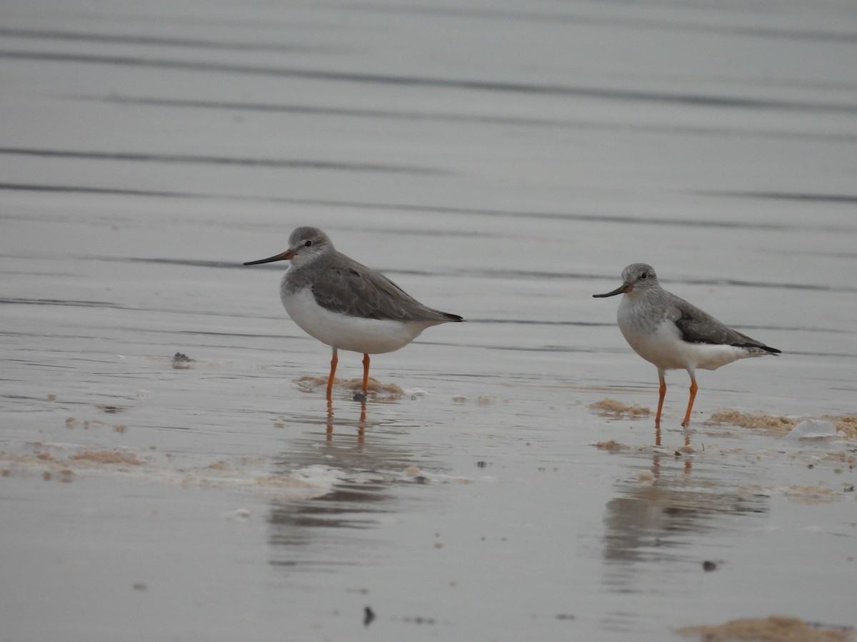 Terek Sandpiper - ML618756042