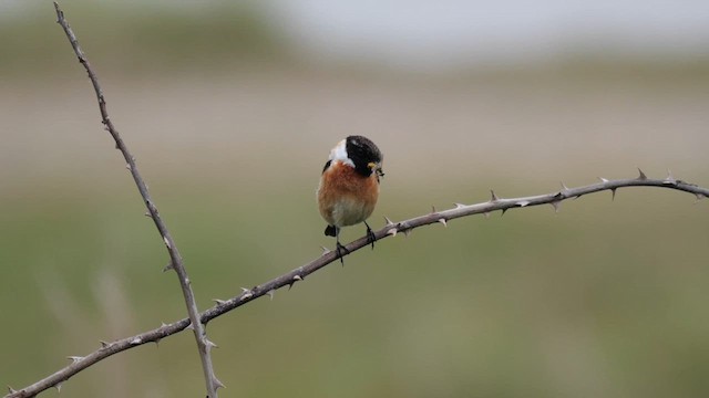 European Stonechat - ML618756082