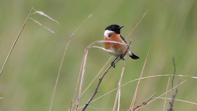 European Stonechat - ML618756083