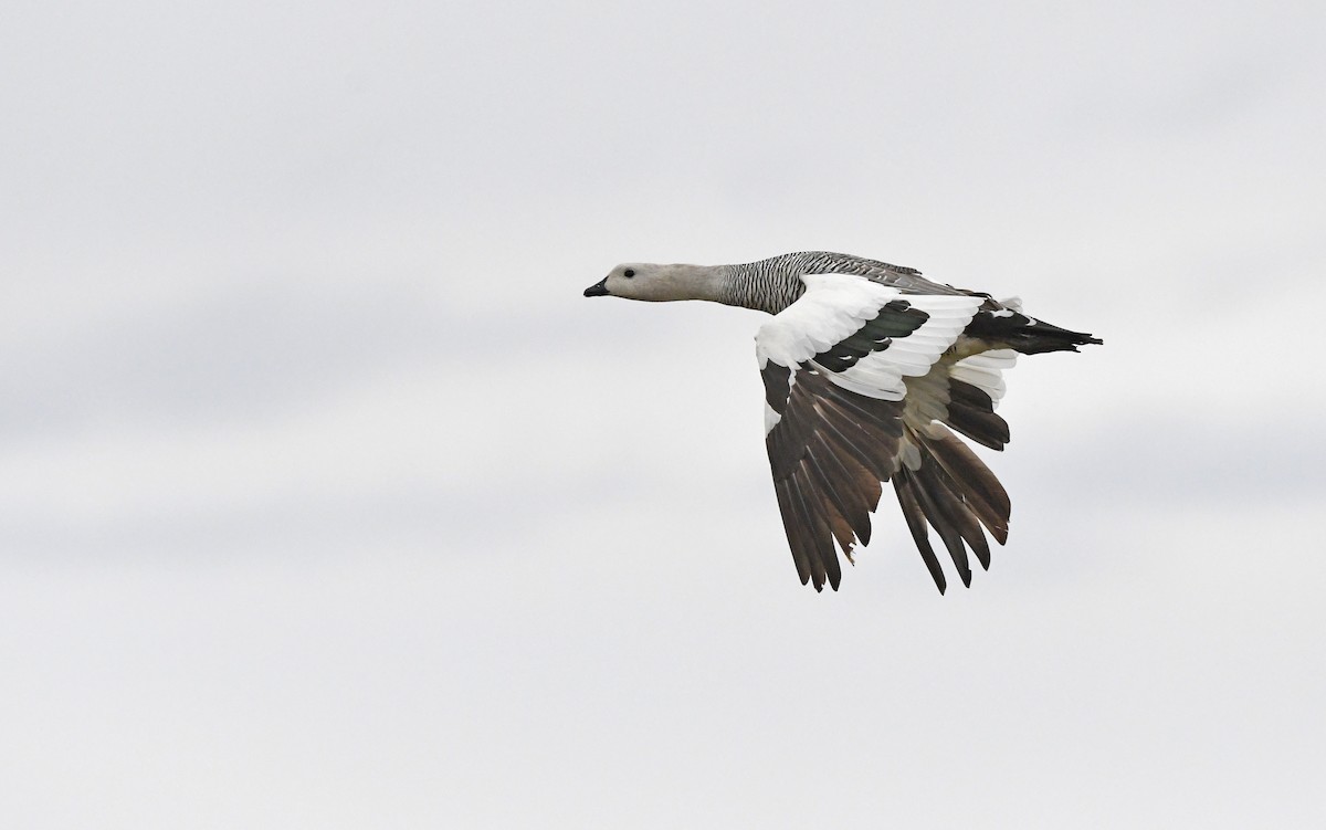 Upland Goose - ML618756091