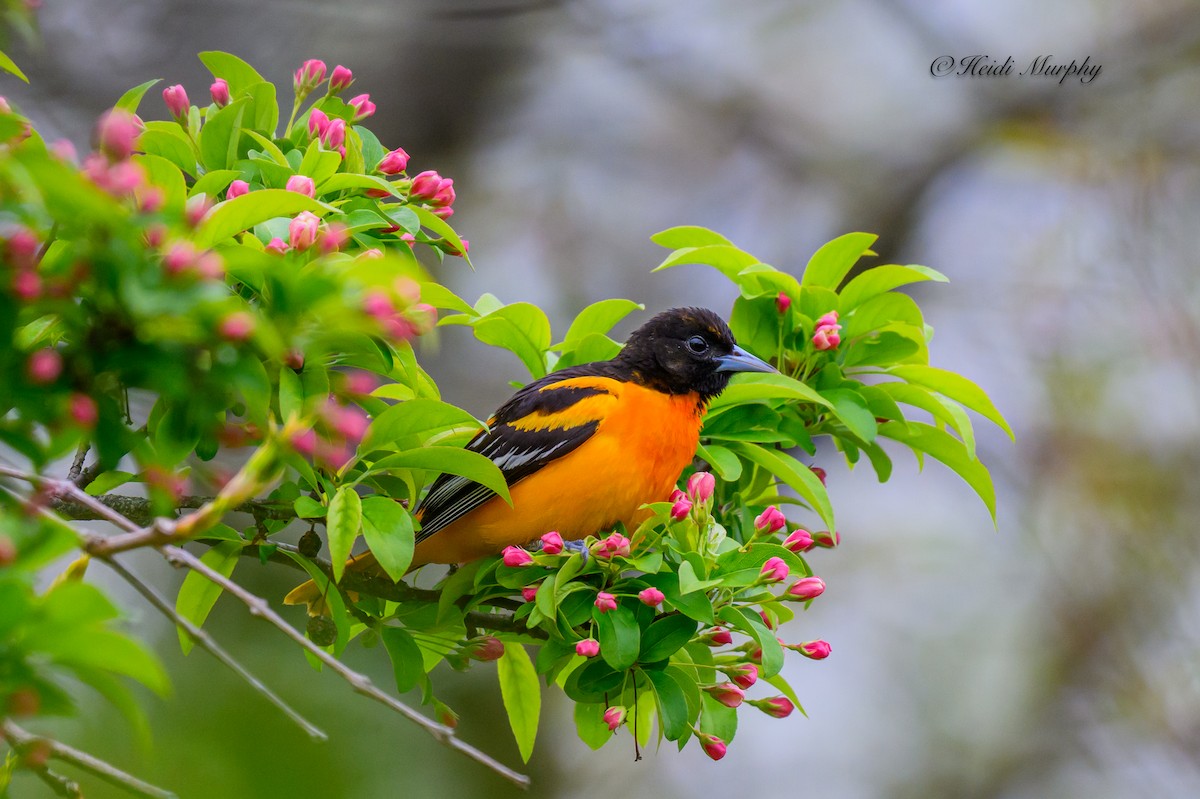 Baltimore Oriole - Heidi Murphy