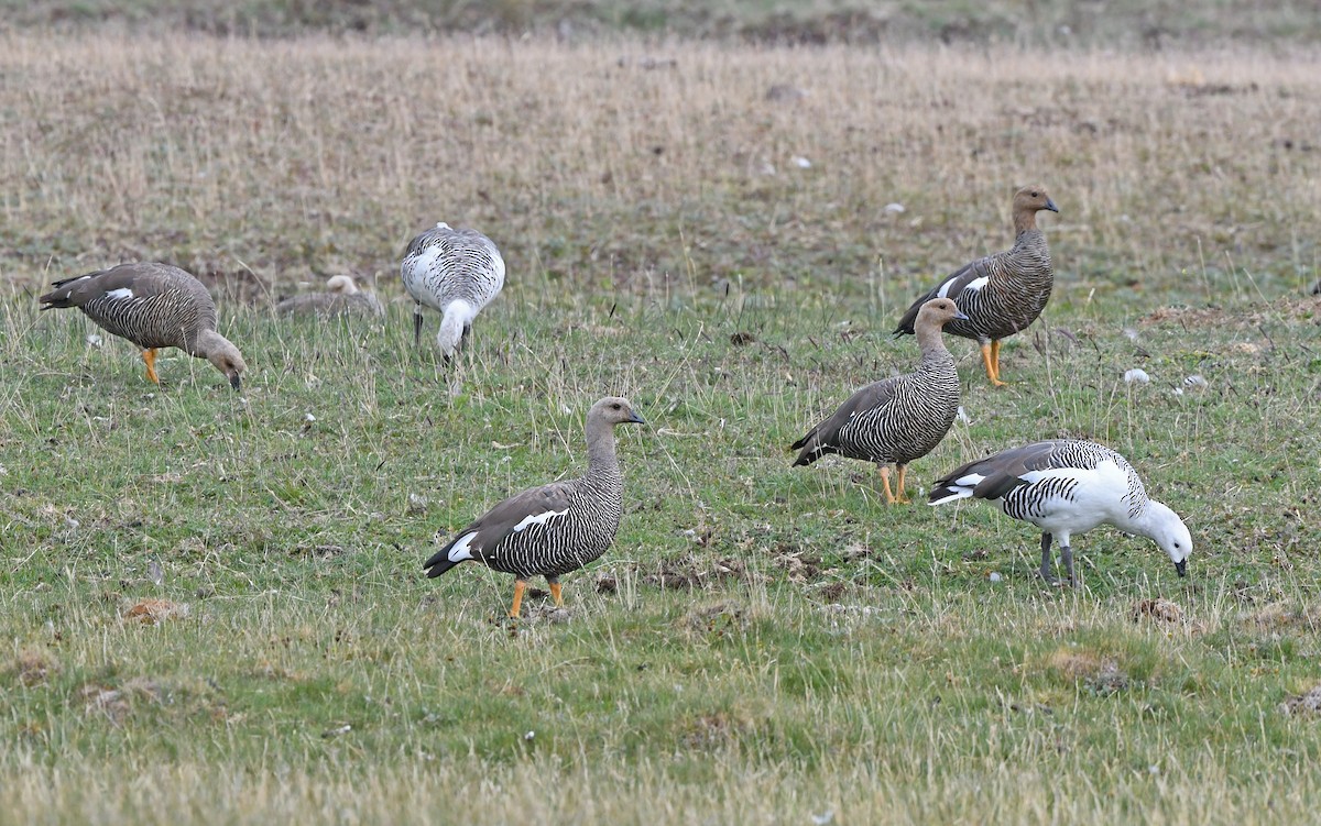 Upland Goose - ML618756120