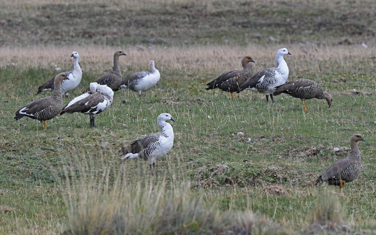 Upland Goose - ML618756121