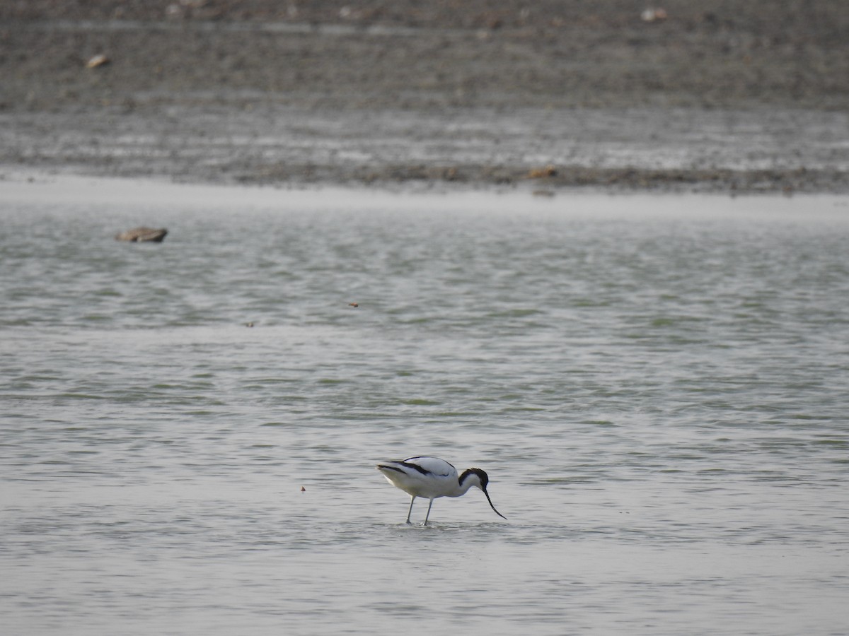 Avoceta Común - ML618756137