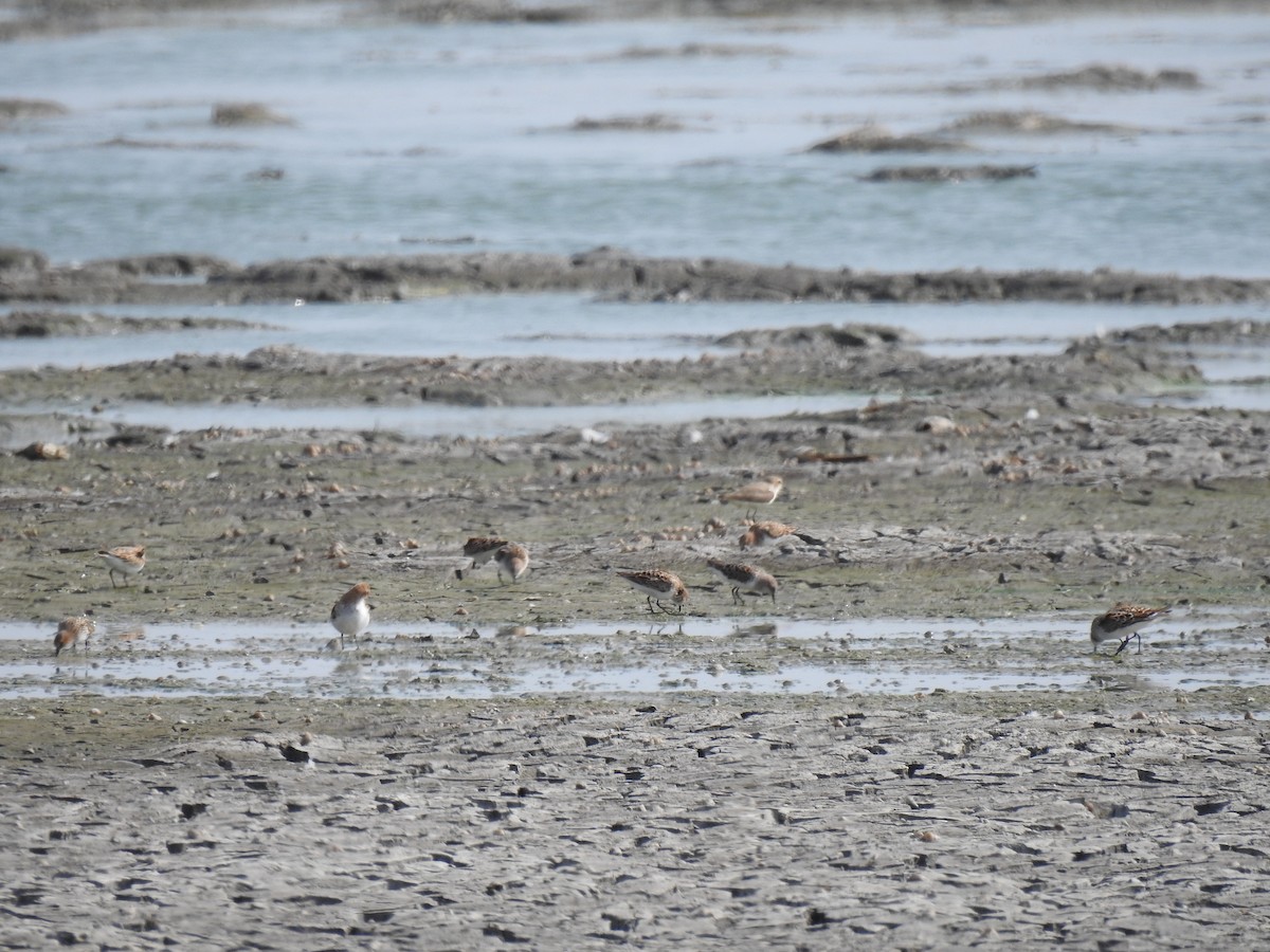 Little Stint - ML618756153