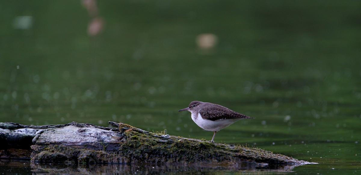 Common Sandpiper - ML618756197