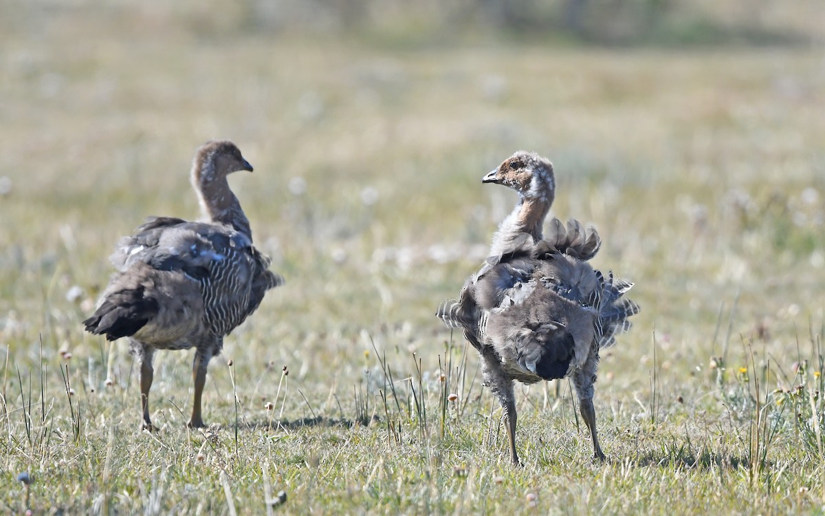 Upland Goose - ML618756223