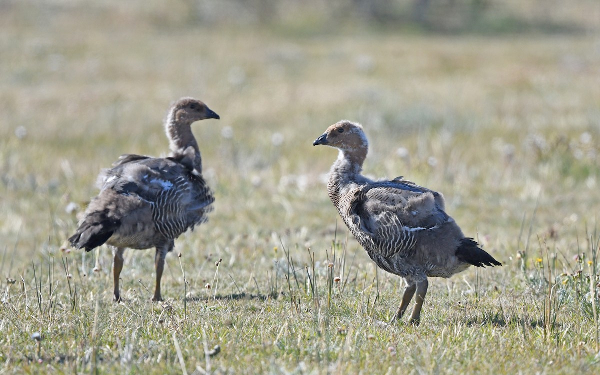 Upland Goose - ML618756224