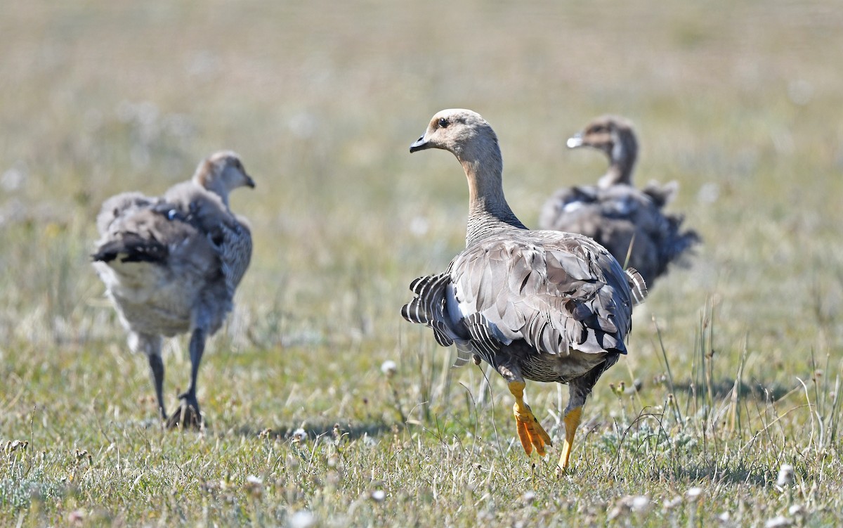 Upland Goose - ML618756225