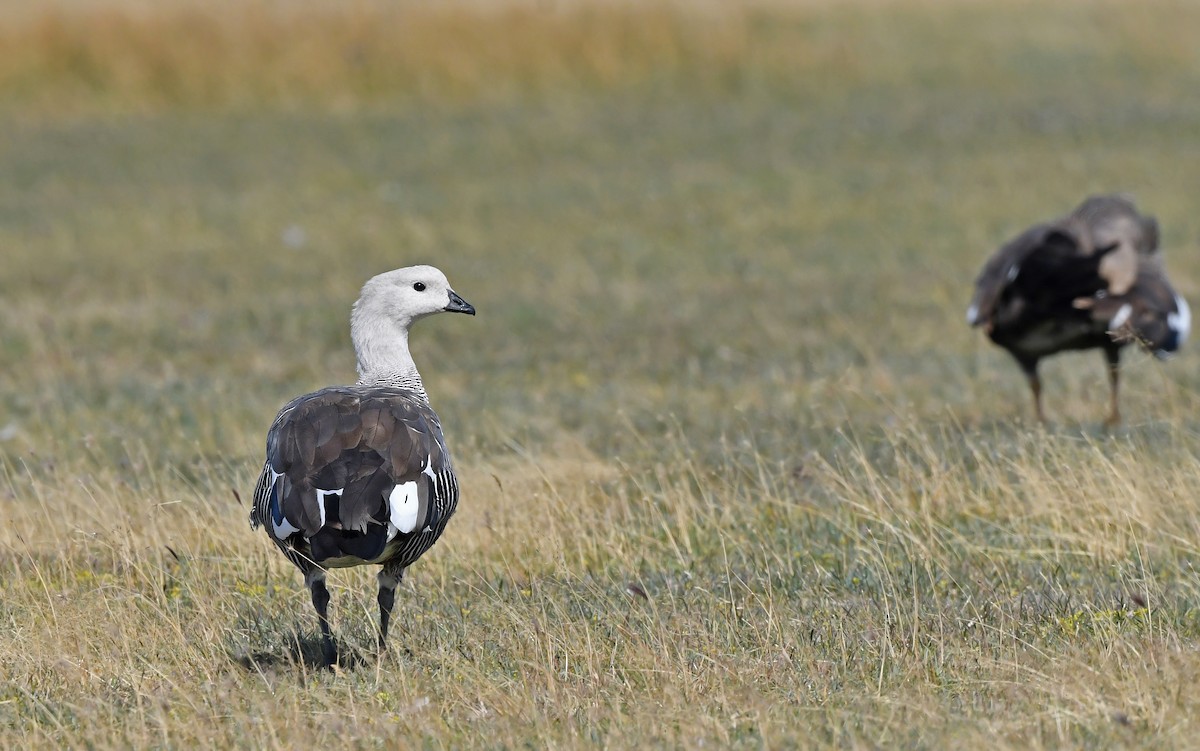 Upland Goose - ML618756236