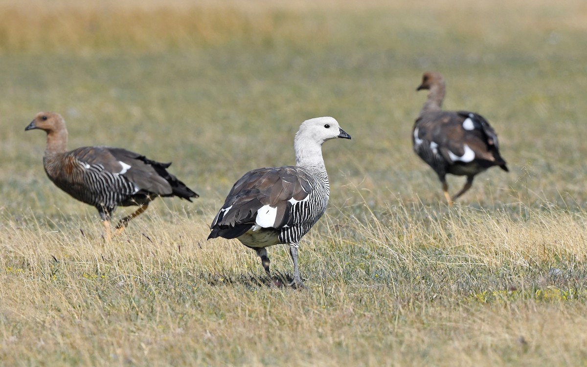 Upland Goose - ML618756237