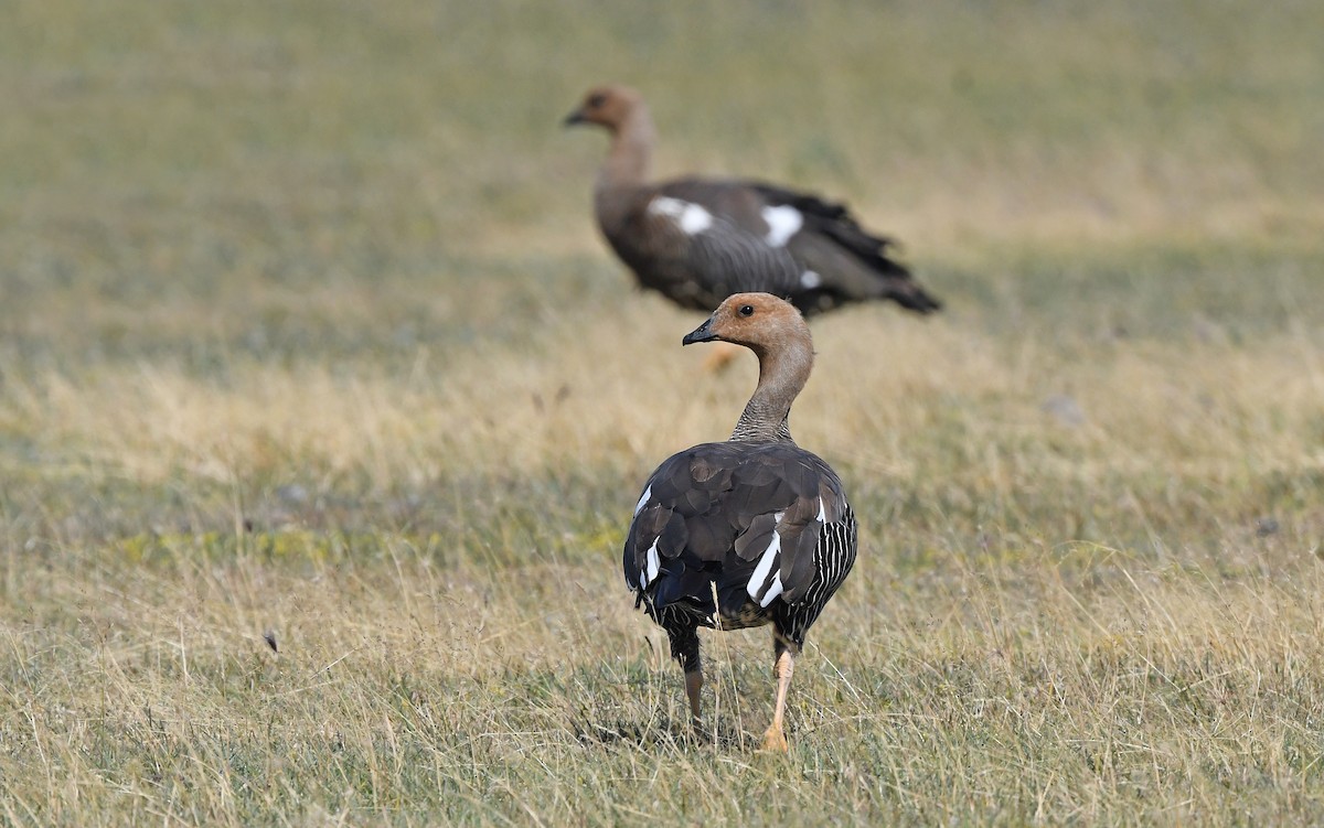 Upland Goose - Christoph Moning