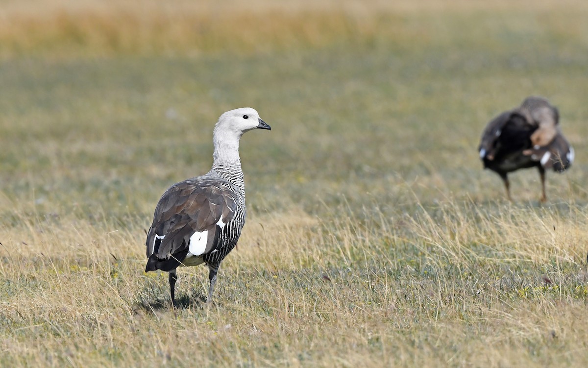 Upland Goose - ML618756239