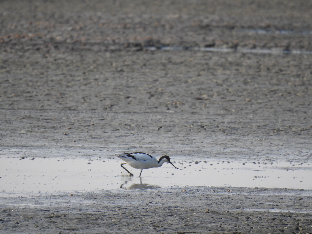 Pied Avocet - ML618756242