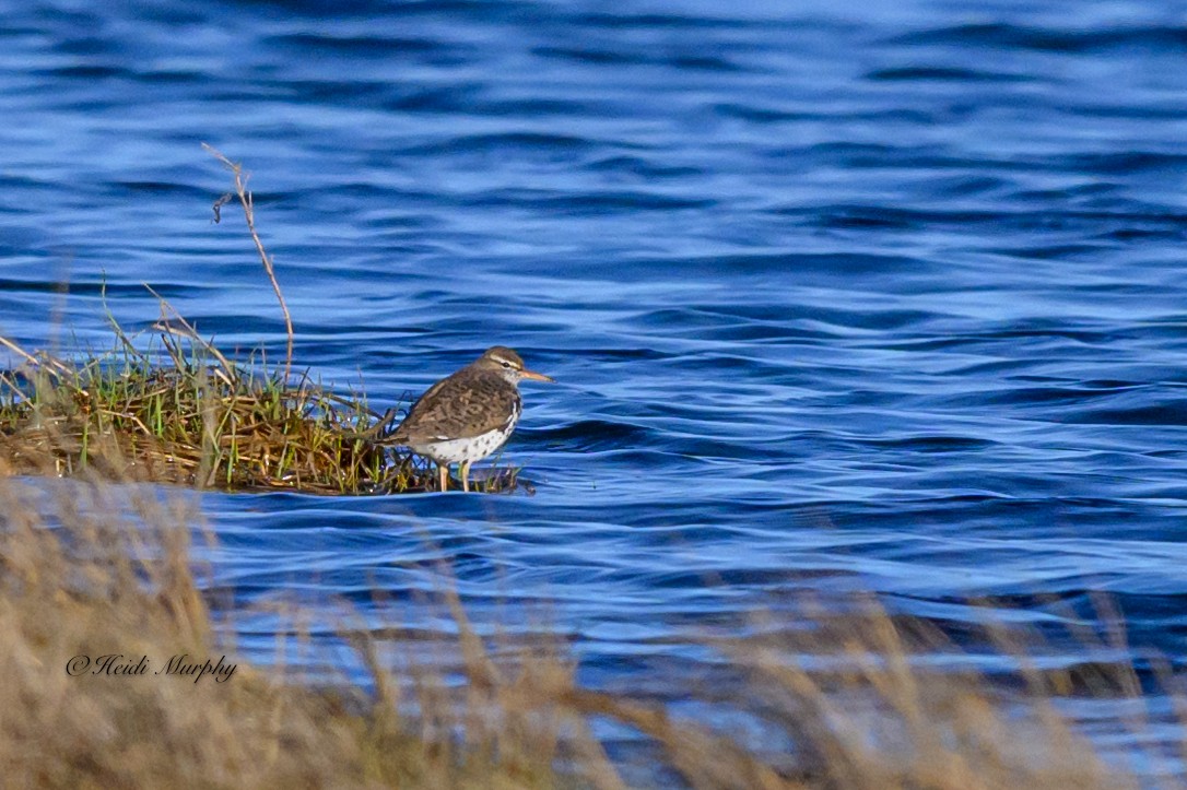 Spotted Sandpiper - ML618756272