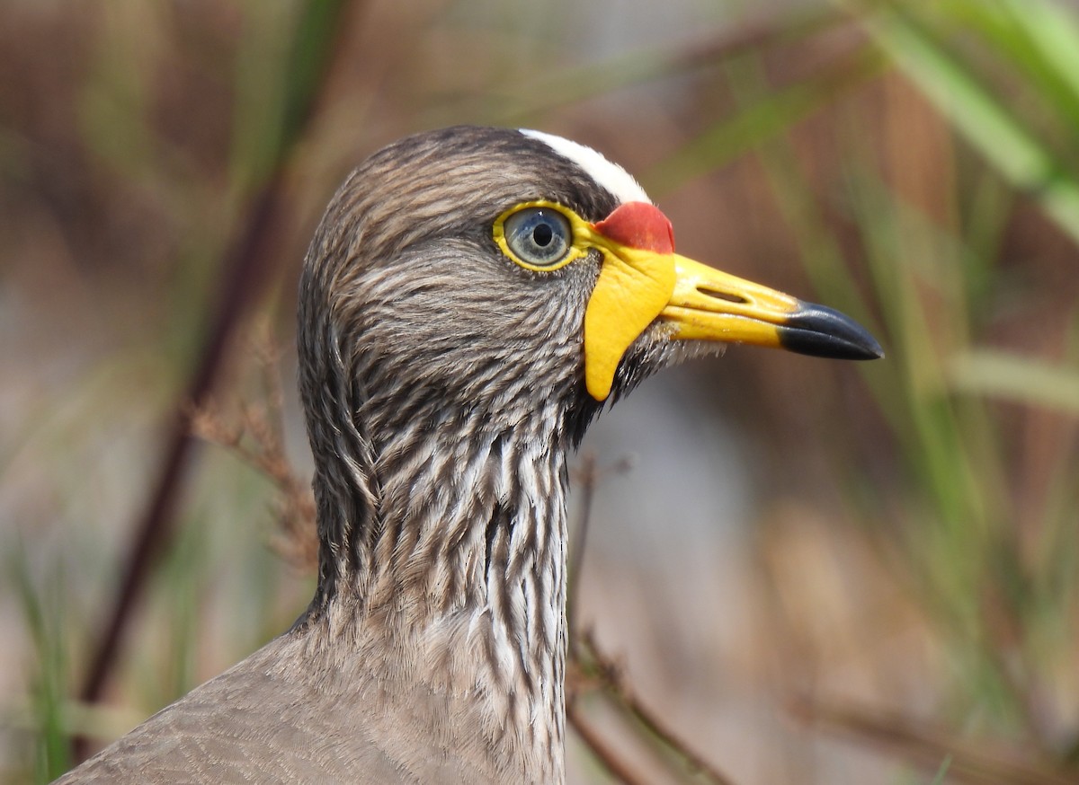 Wattled Lapwing - ML618756304