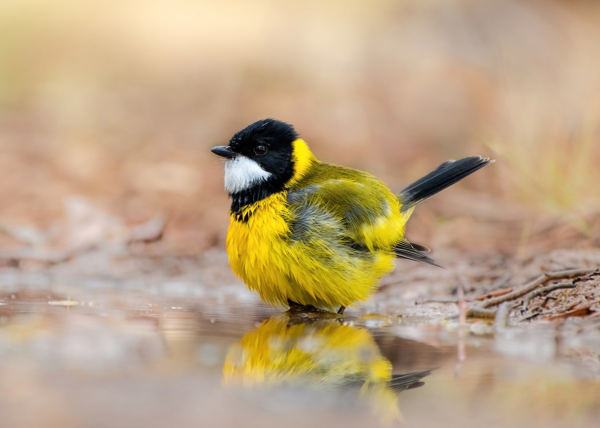 Golden Whistler - Jonathan Tickner