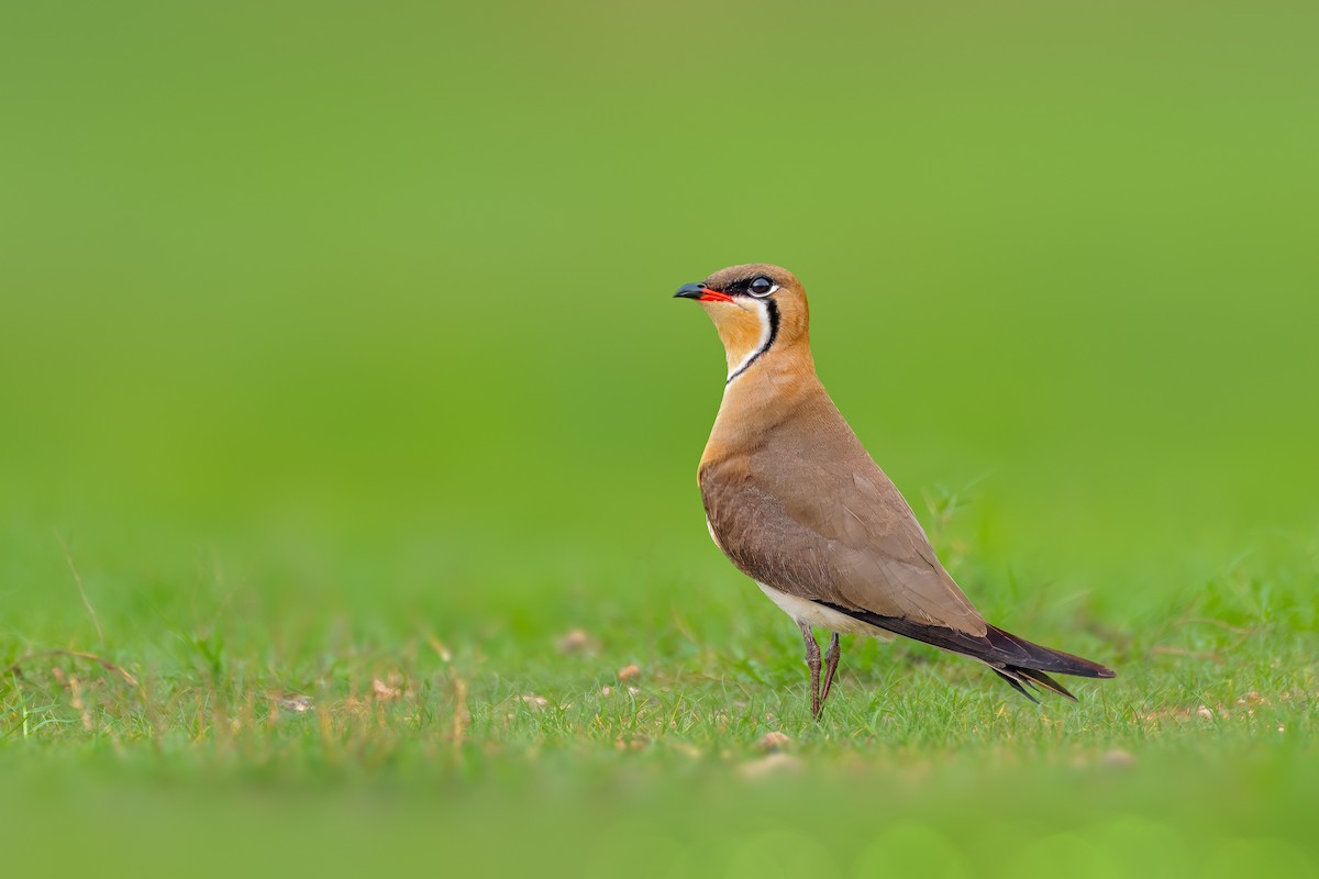 Oriental Pratincole - ML618756357