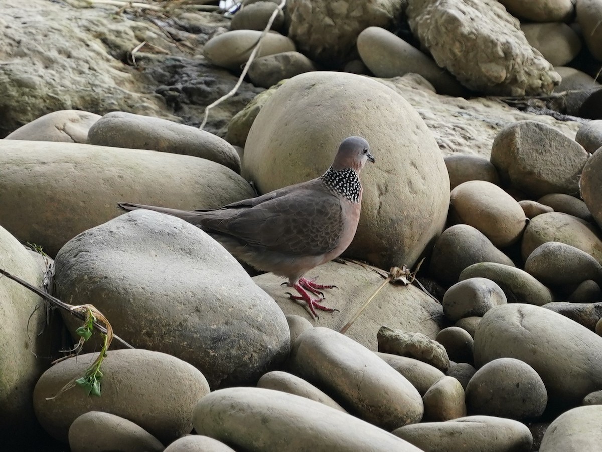 珠頸斑鳩 - ML618756369