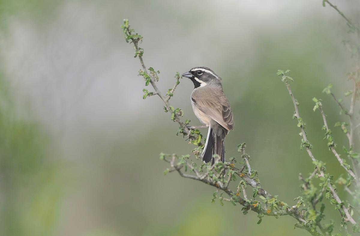 Black-throated Sparrow - ML618756370